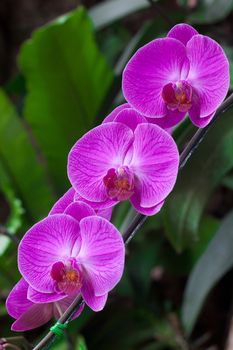 Beautiful violet orchid flower in tropical garden. Thai purple orchids floral on green leaf background. Selective focus.