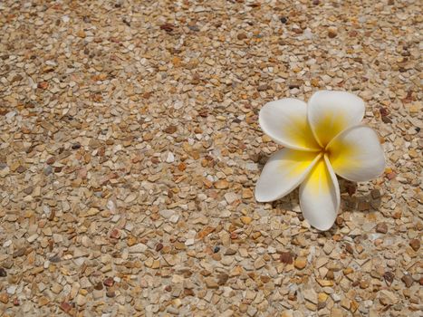 white frangipani flower on yellow pebbles floor