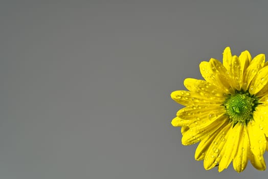 Single fresh yellow chrysanthemum, close-up shot, yellow daisies flowers isolated on grey