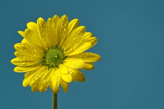 Single fresh yellow chrysanthemum, close-up shot, yellow daisies flowers isolated on Turkish color background