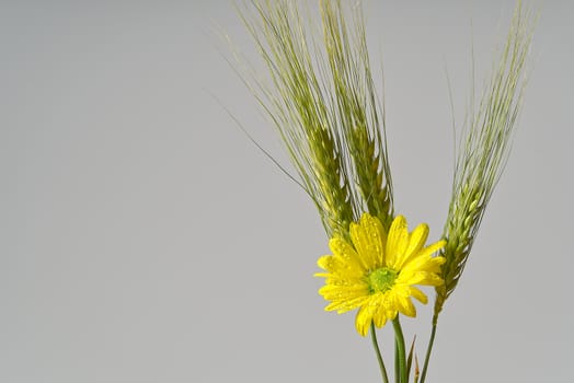 Single fresh yellow chrysanthemum with green wheat, close-up shot, yellow daisies flowers isolated on grey