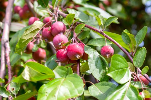 The Malus RedSentinel apples are good for gelatine and jam. They are very sour and can not be eaten raw.