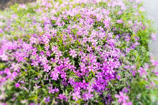 Nice pink Gypsophila under a morning spring sun