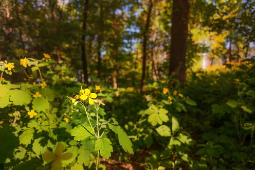 A little yellow flower under the spring sun light, in the dark wood