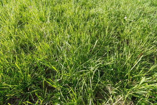 Detail of natural grass in spring under the evening sun