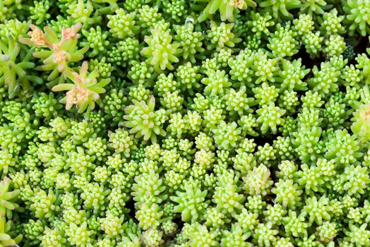 A variety of Stonecrop or Crassula, a nice succulent plant