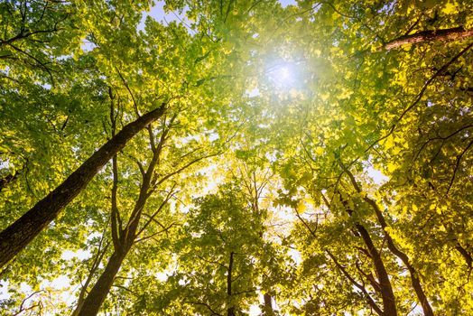 Looking at the sun through a green oak tree forest during spring