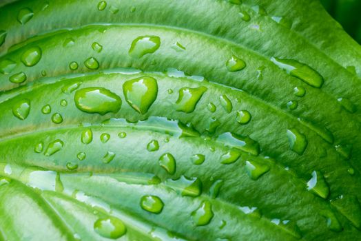 Detail of a green Hosta leaf with rain drops after the storm