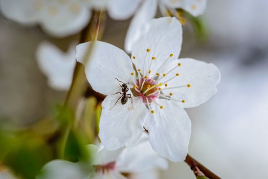 A little ant on a white pear tree flower in spring