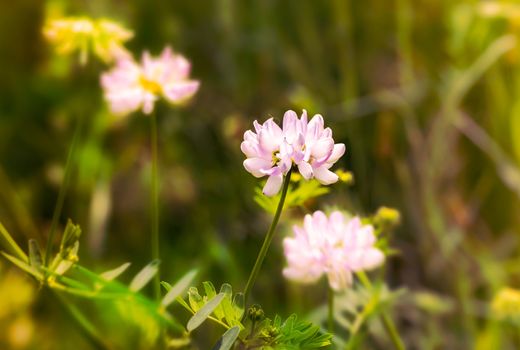 Clover flowers in the meadow with a warm evening spring sun