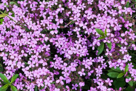 Nice pink Gypsophila pad in the shadow