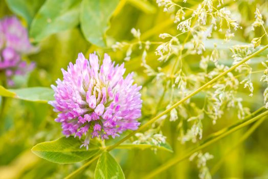 A pink clover flower in the middle of a green meadow, under a warm spring sun