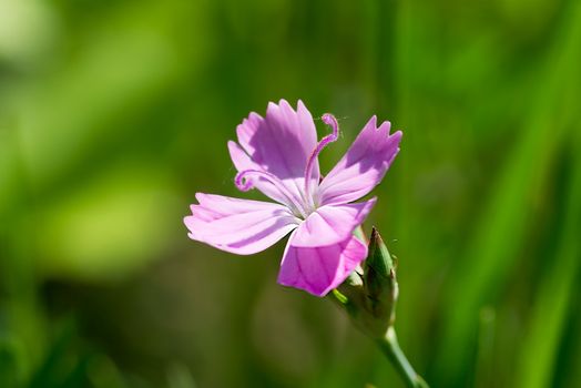 Deptford Pink or Dianthus Armeria in a green meadow under the warm spring sun