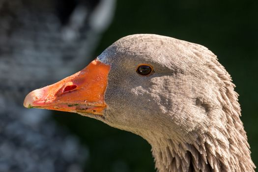 Interesting goose portrait