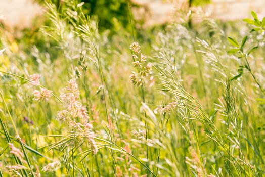 Gramineae herbs moved by the wind in a meadow  under the warm spring sun