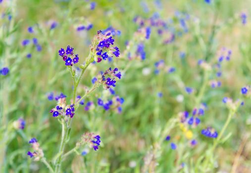 Little blue Anchusa officinalis flowers in the meadow under a warm spring sun