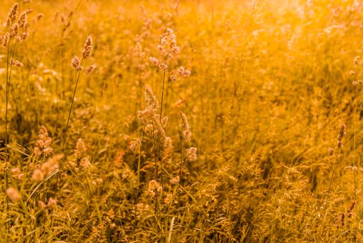 Gramineae herbs moved by the wind in a meadow  under the warm spring sun