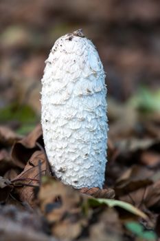 Shaggy Ink Cap toadstool; against leaf-strewn forest floor