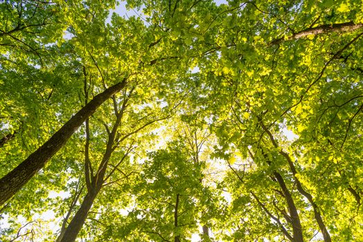 Looking up in a green oak tree forest at evening during spring