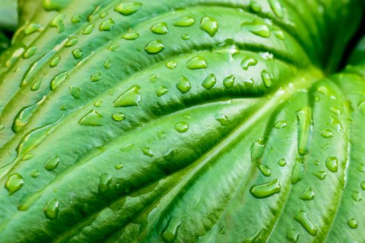 Detail of a green Hosta leaf with rain drops after the storm