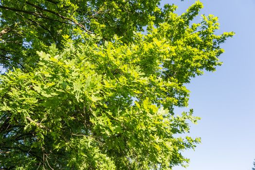 Vision of a tall oak tree, with a sky background, at the begining of the spring