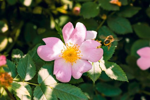 A nice pink briar rose under the warm spring sun