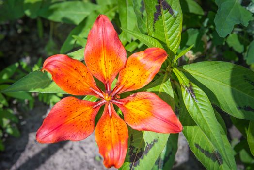 Orange and red Liliums with green ferns under the warm spring sun