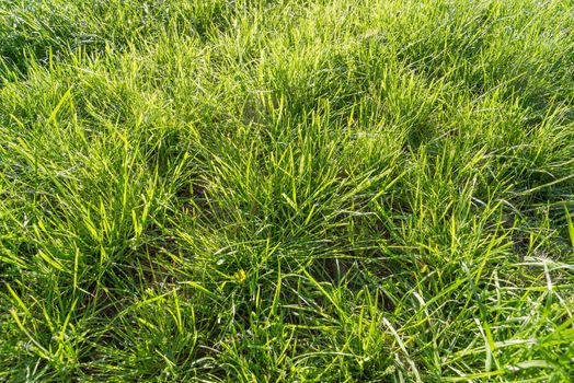 Detail of natural grass in spring under the evening sun