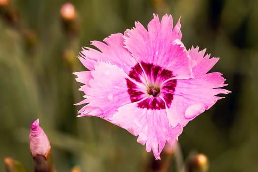 One nice wild pink and red dianthus seguieri, also known as Sequier's Pink, in spring day