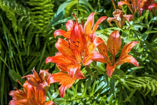 Orange and red Liliums with green ferns under the warm spring sun