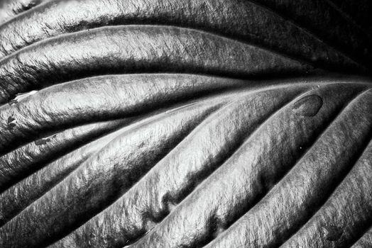 Detail of a green Hosta leaf with rain drops after the storm