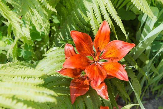 Orange and red Liliums with green ferns under the warm spring sun