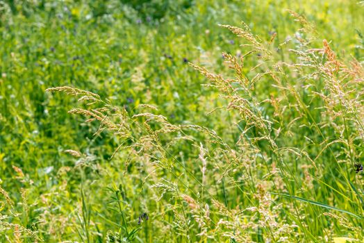 Gramineae herbs moved by the wind in a meadow  under the warm spring sun