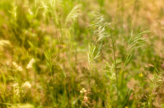 Spartina pectinata  moved by the wind in a meadow  under the warm spring sun