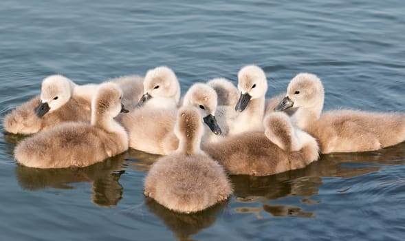Close up of young swans