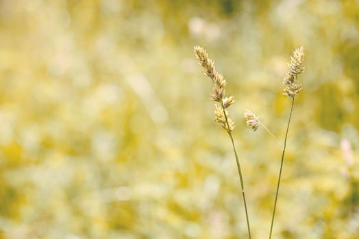 Gramineae herbs moved by the wind in a meadow  under the warm spring sun