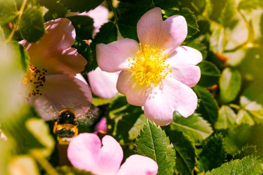 Nice pink briar roses under the warm spring sun