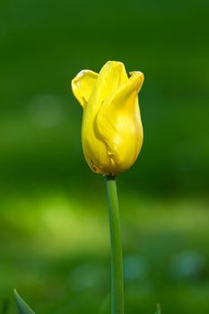 Close up of yellow tulip