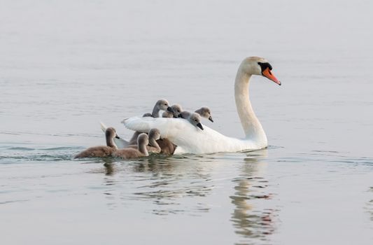 Close up of swan family