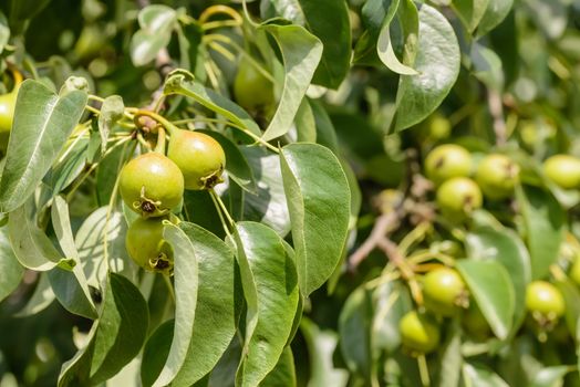 Young little green pears on the tree