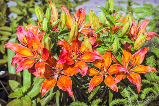 Orange and red Liliums with green ferns under the warm spring sun