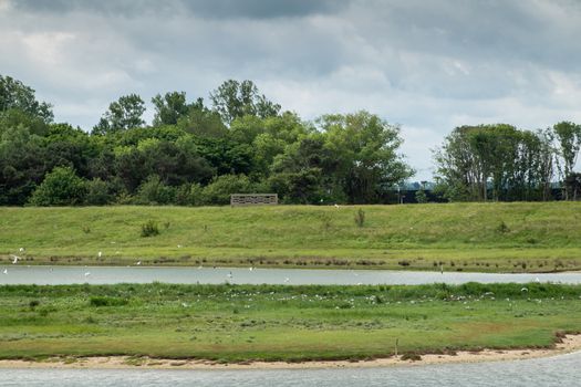 Knokke-Heist, Flanders, Belgium -  June 16, 2019: Knokke-Zoute part of town. Zwin bird refuge plain shows plenty of them set on green and in salt water creeks under cloudscape. Tree line on horizon.