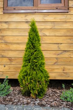 Green coniferous tree. Little thuja near a wooden house