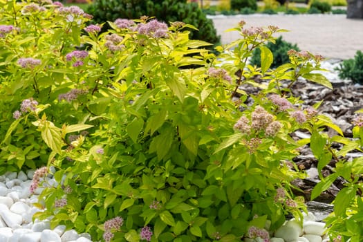 Decorative landscaping. Green flowering bush on the flowerbed