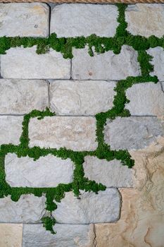 White brick wall decorated with greenery. The grass grows between the bricks