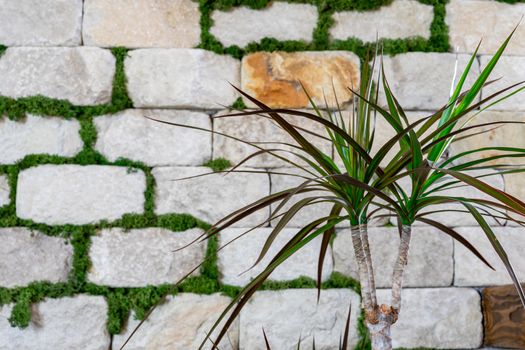 The plant grows on a brick wall background. Decorative brick wall. Modern design.