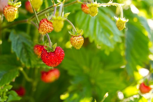 Red Fragaria Or Wild Strawberries, Growing Organic Wild Fragaria . Ripe Berry In Garden. Natural Organic Healthy Food Concept
