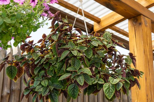 Green flowerpot suspended from the ceiling close up. A green plant in a pot decorates the house