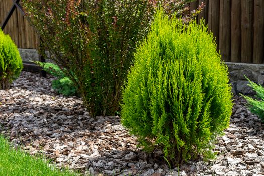 Green thuja. Landscape design. The decor of the adjacent territory