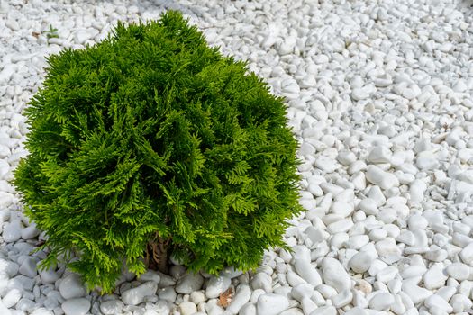 Small green thuja tree. Decor. White smooth stones. Place under the inscription.